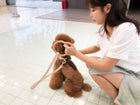Elegant Beechwood and Leather Dog Leash for Fashionable Pets - Boutique Edition