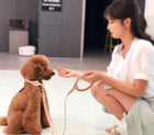 Elegant Beechwood and Leather Dog Leash for Fashionable Pets - Boutique Edition