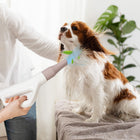 Adjustable Pet Hair Blower with Ion Function for Efficient Drying