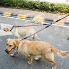 No-Tangle Dual Dog Leash - Reflective Walking Lead with Swivel Coupler & Padded Handle